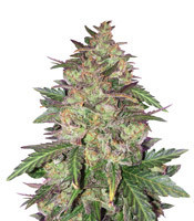 Graines de cannabis Sunset Sherbet (Pyramid Seeds)