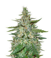 Graines de cannabis Haze Autoflowering CBD (Dinafem Seeds)