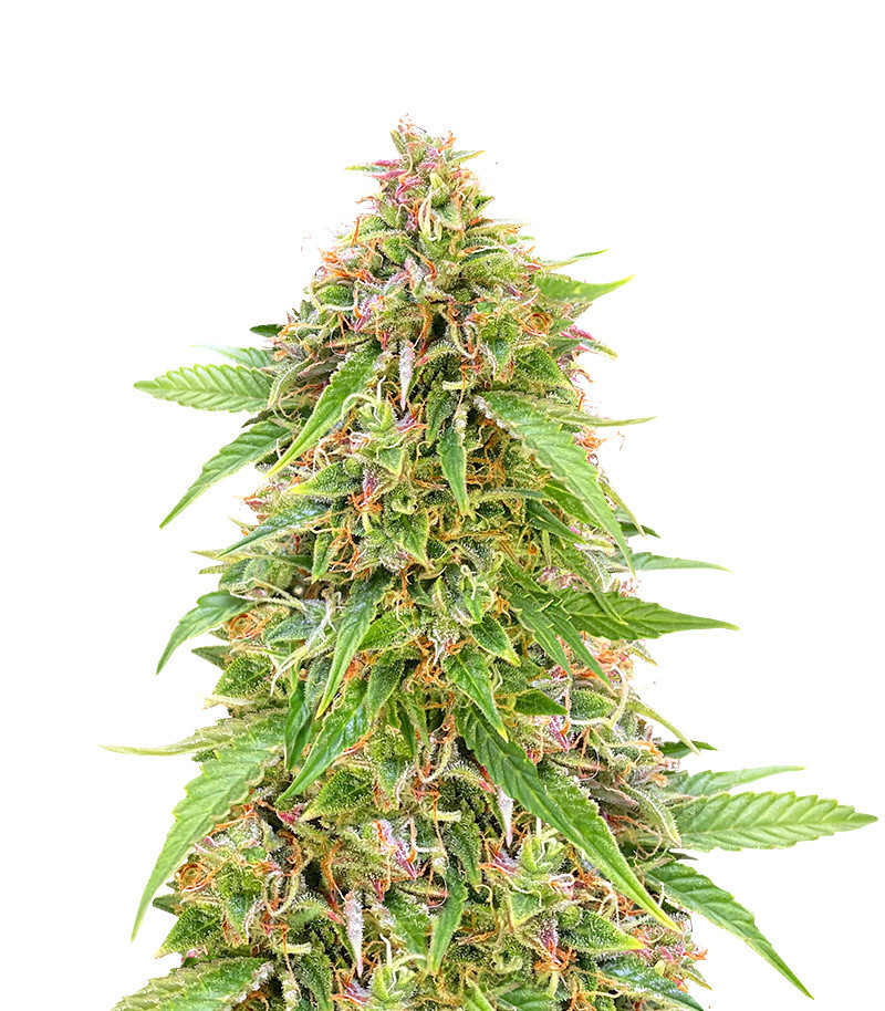 Skunk#1 Autoflower (Herbies Seeds)