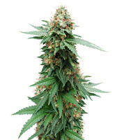 Super Silver Bilbo feminized seeds