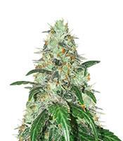 Bruce Banner Feminized Seeds (Seedstockers)