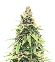 Critical Amnesia Feminized Seeds (AlphaFem Seeds)