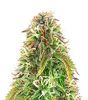 Sementes Feminizadas de Northern Lights Auto (Herbies Seeds)