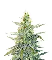 Sementes Feminizadas de Apple Fritter (Barney's Farm)