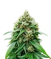 Auto White Widow XXL feminized seeds