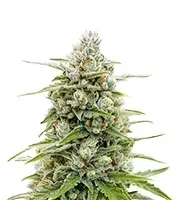 Semi Femminizzati Banana Jealousy Auto RF3 (Ethos Genetics)