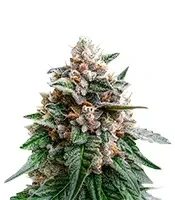 Black Berry OG feminized seeds