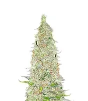 Semillas Feminizadas Bubble Gummy Auto (Ethos Genetics)