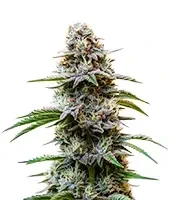 Granddaddy Purple Auto Seeds