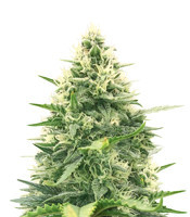 + Speed Auto (Sweet Seeds)