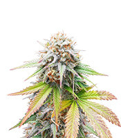 Graines féminisées de Keep Frosted Guava Autoflower (Seedkeepers)