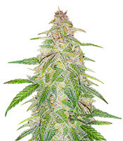 Mandarin Thuggee Feminized Seeds (AlphaFem Seeds)