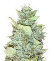 Graines de cannabis Bubba Gum Auto (Dr. Krippling Seeds)