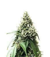 Apple Bloosom Auto Seeds (Humboldt Seed Company)