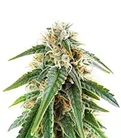 Auto Masszar feminized seeds