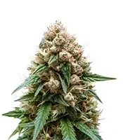 Auto Purple Dawg Mass feminized seeds