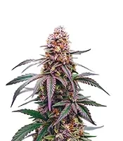 CBG Mamba Negra Seeds