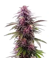 Florida Sunrise Auto Seeds