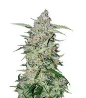 Girl Scout Cookies feminized seeds (Garden of Green)