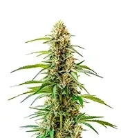 GMO Seeds