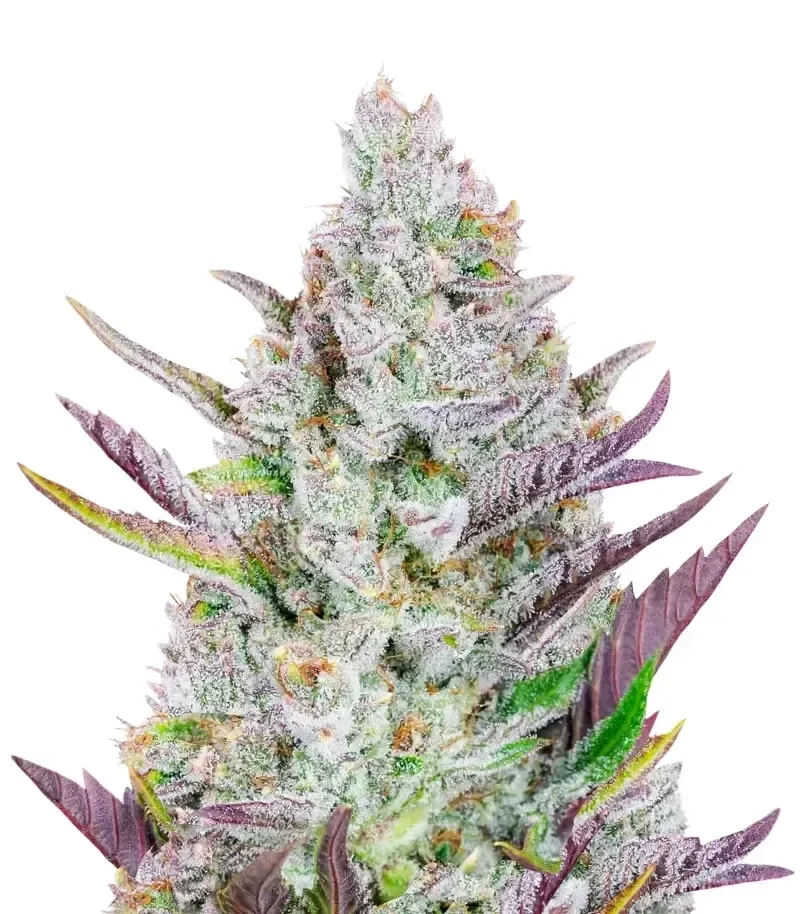 Wedding Glue Auto Seeds
