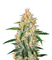 Graines de cannabis Z Auto (Cali Buds Seeds)