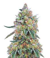 Graines de cannabis Buddha White Dwarf Auto regular (Buddha Seeds)