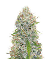 Graines de cannabis Great White Shark (GHS)