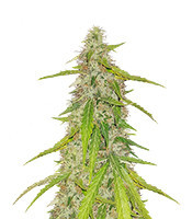 Semi femminizzati Jack Diesel Express Auto