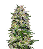 Graines de cannabis Jack Plant (Advanced Seeds)