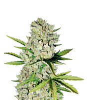 Super Skunk Automatic feminized seeds (White Label)