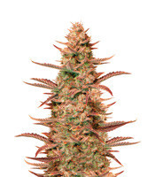 Auto Banana Blaze feminized seeds