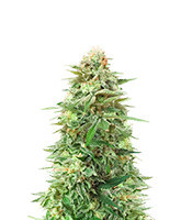 Gorilla SFV OG (Expert Seeds) feminized seeds