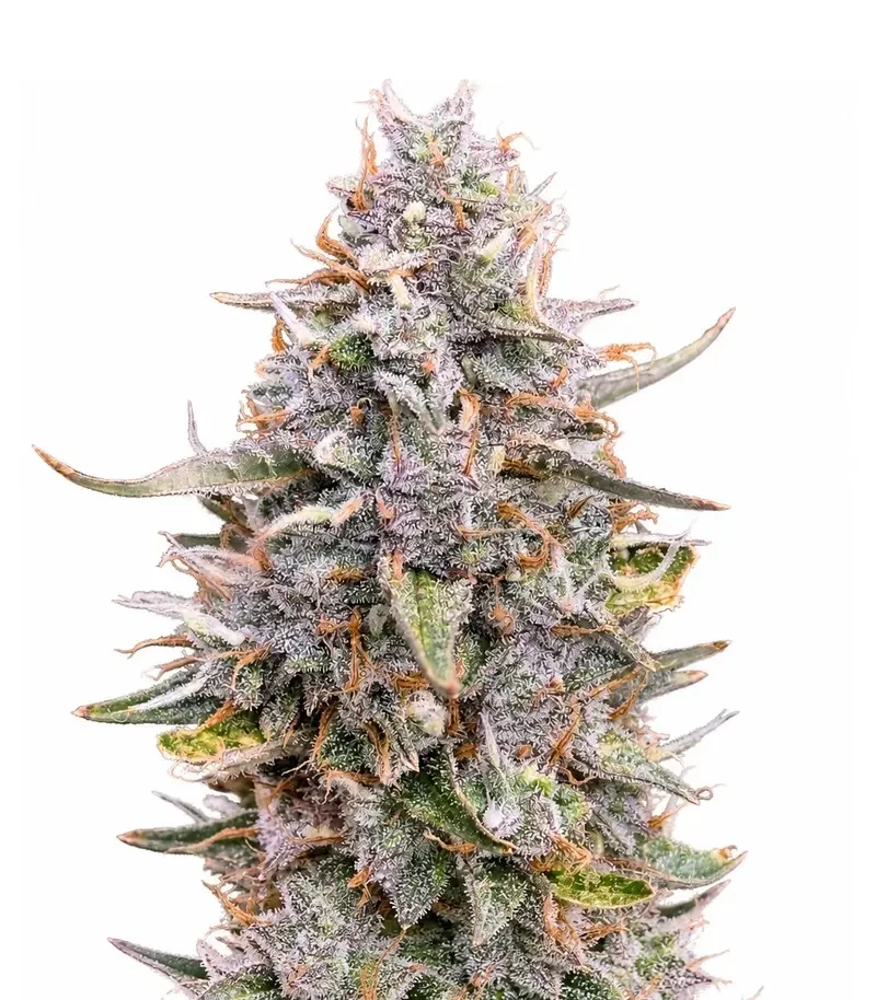 Auto Frozen Biscotti Seeds (Dutch Passion)