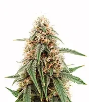 Guava x Gelato 41 Auto Seeds