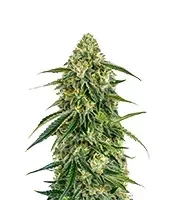 Lemon Haze Auto Seeds