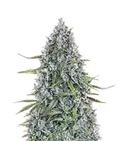 Semillas Feminizadas Sour Bubbly Auto (Mephisto Genetics)