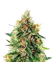 Semi femminizzati Train Wreck