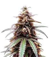 Z feminized seeds (Big Head Seeds)