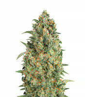 Semi femminizzati Auto Strawberry Gum