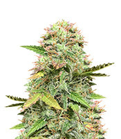 Hijack Auto (Auto Seeds)