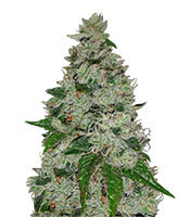 Ocean Grown Cookies feminized seeds