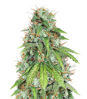 Purple Chem (Cali Connection Seeds)