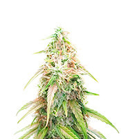 Lava Cake (Herbies Seeds)