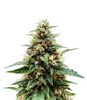 Crop Doctor CBD feminized seeds