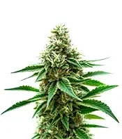 Extraction Honey Banana Seeds