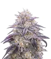 King's Juice Auto Seeds