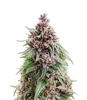 Graines de cannabis Oreoz (00 Seeds)