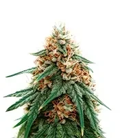 Psychotropic Mass feminized seeds