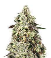 Sweet Gelato Auto (Sweet Seeds) Cannabis-Samen